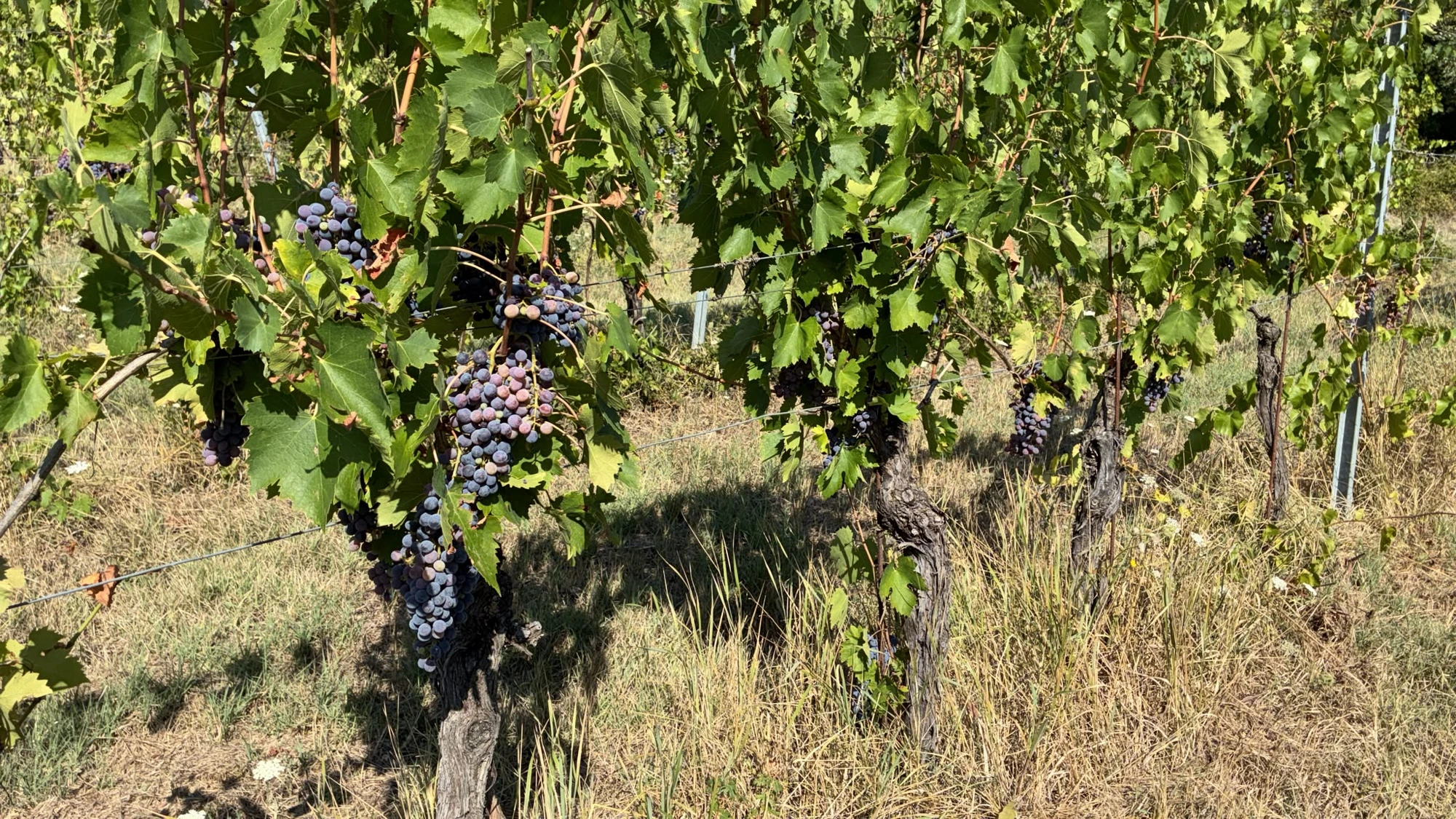 Grappoli di Sangiovese in invaiatura al Madonnino dei Campacci, Lamole