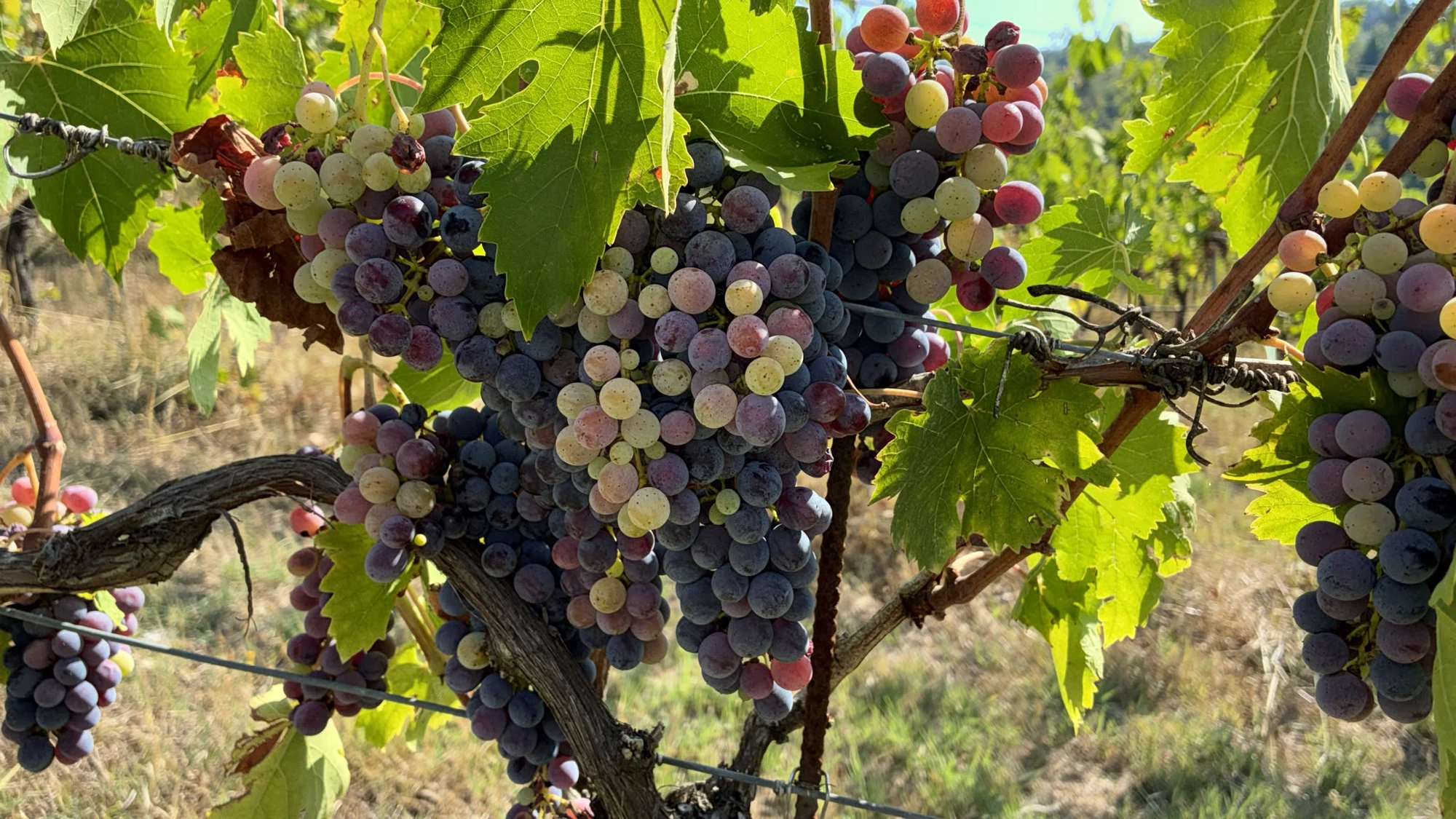 La vigna di Sangiovese di Lempole a Lamole, agosto 2026