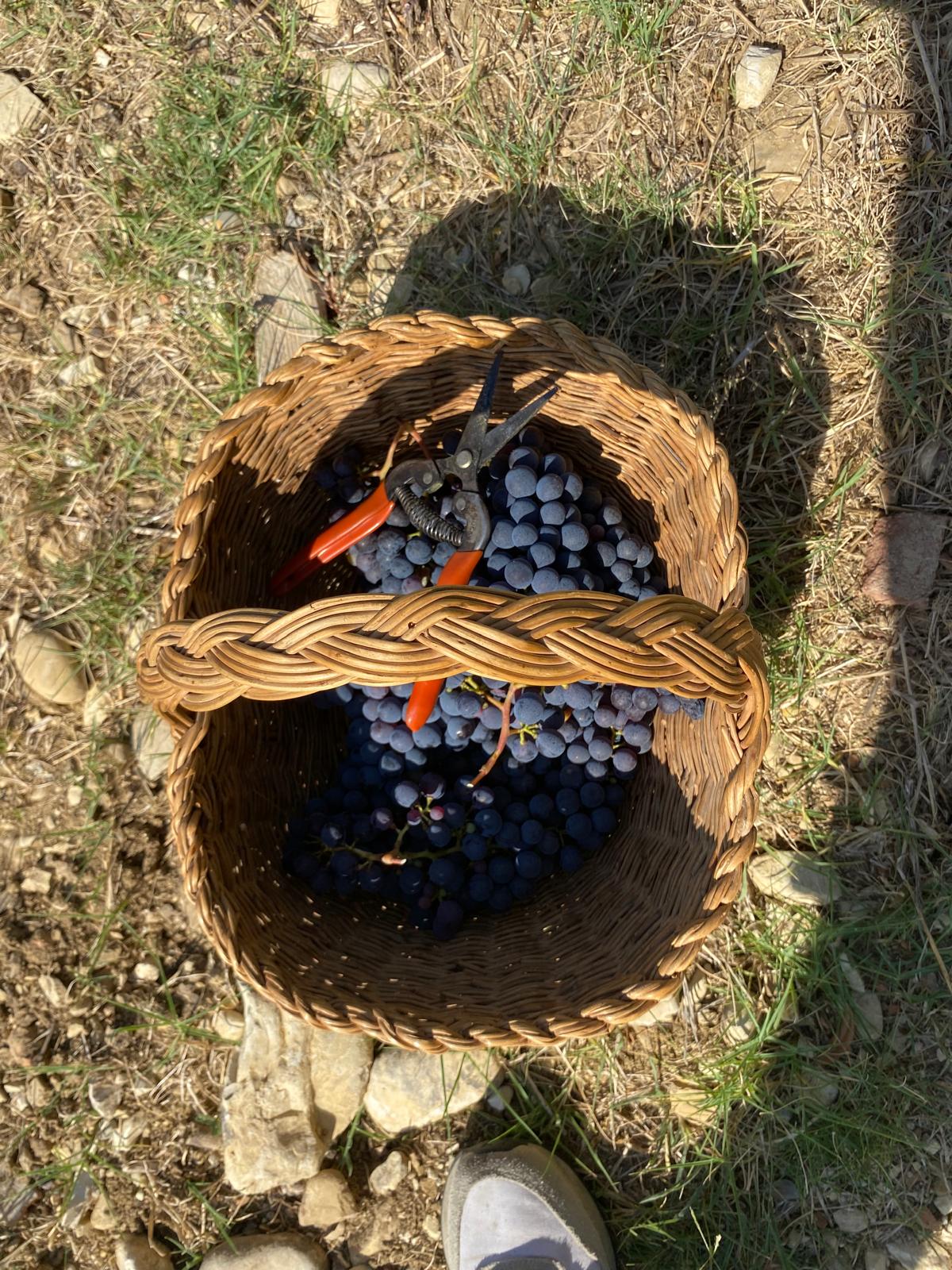 Cesto di uva appena raccolta con forbici da vendemmia