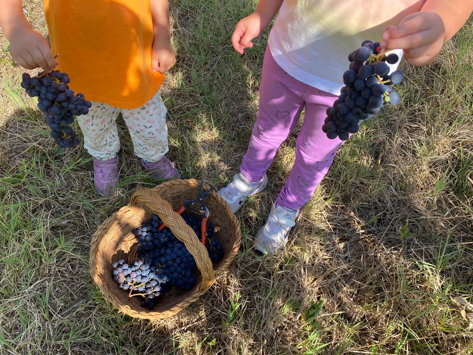 Bambini che aiutano nella vendemmia